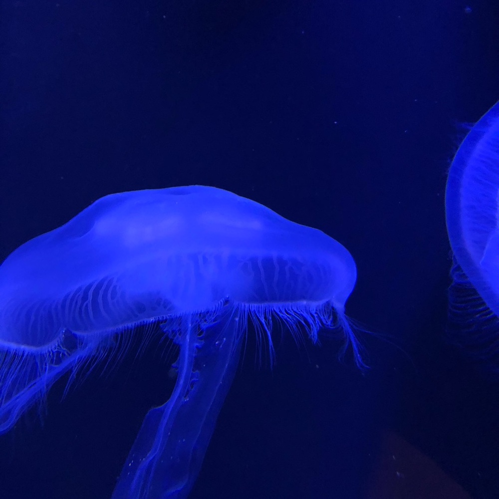 Meet your Posher, Ben